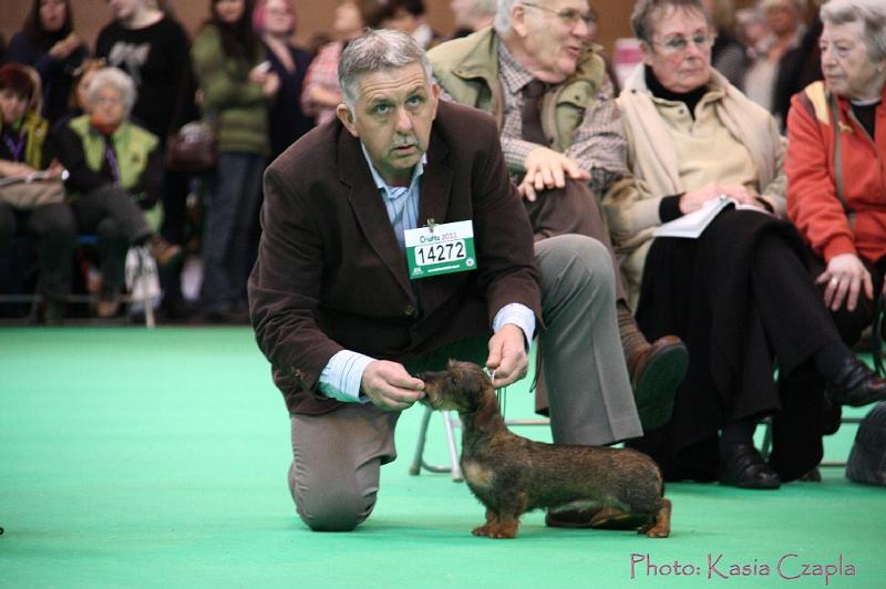 Crufts2011_2 1105.jpg